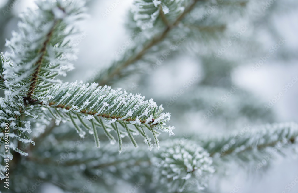 Closeup photo of a frosted pine branch