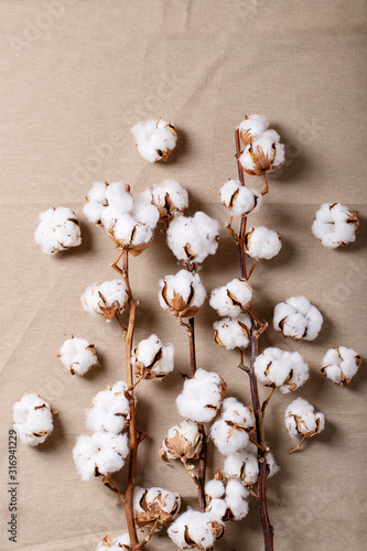 Dry cotton flower