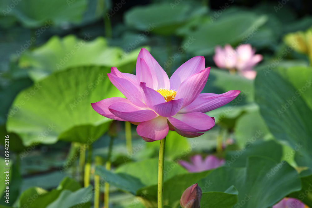 A blooming pink lotus flower and green lotus leaves in the pond