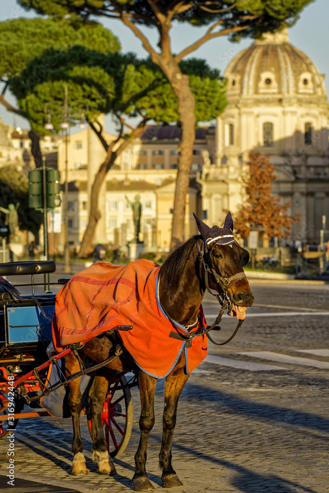 Charrette touristique à Rome au petit matin Charrette touristique à Rome au petit matin