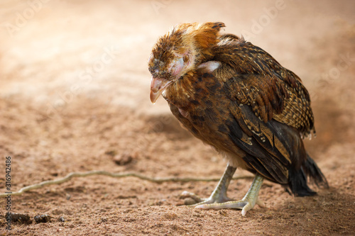 Sick chicken on the ground in farm. Copy space for text. The concept of Infectious diseases of chickens.