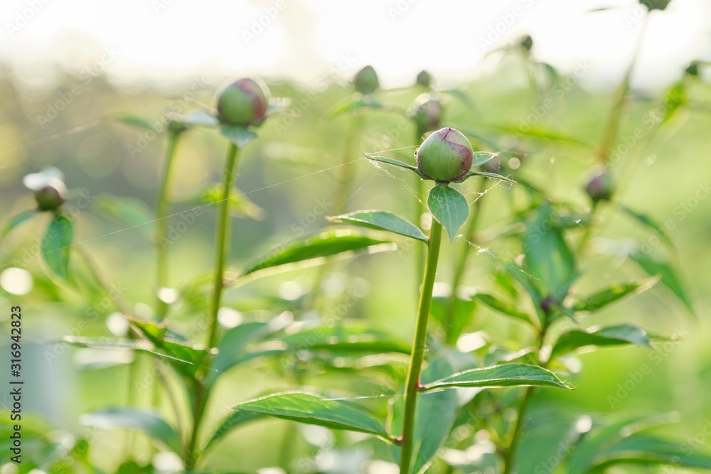 Spring background texture, flowers green peonies buds in the garden Spring background texture, flowers green peonies buds in the garden