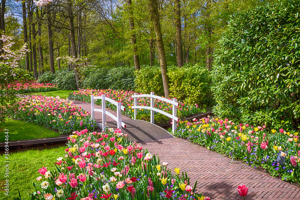 Obraz premium multicolored Tulips in the Keukenhof park in Netherlands 