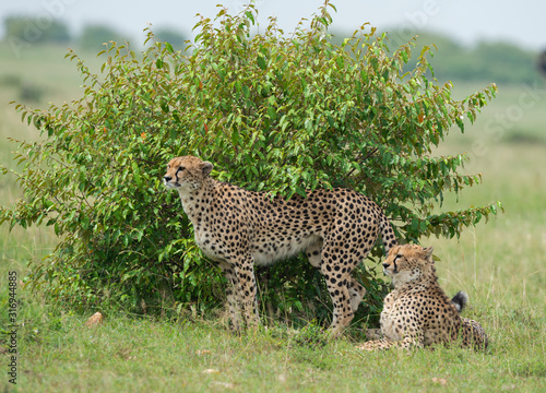 Cheetah Malaika and her  young cub sitting near a small bush seen at Masai Mara, Kenya, Africa photo