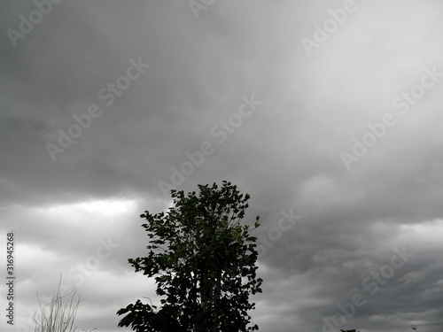 Tree with dark cloudy sky in the background