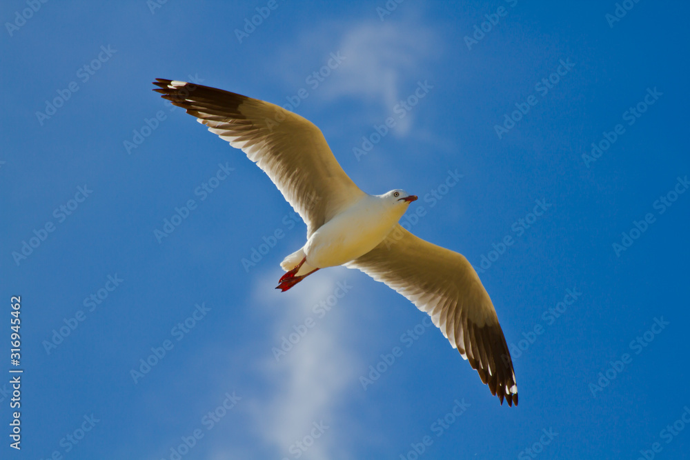 Seagull Flying - Bright Sunny Day with Blue Sky Seagull Flying - Bright Sunny Day with Blue Sky