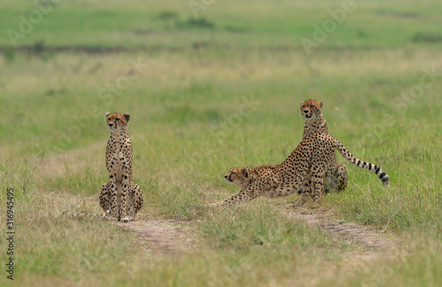 Cheetah Malaika and her two young in search of a prey seen at Masai Mara, Kenya, Africa