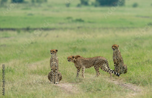 Cheetah Malaika and her two young in search of a prey seen at Masai Mara, Kenya, Africa photo