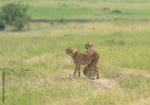 Cheetah Malaika and her young in search of a prey seen at Masai Mara, Kenya, Africa