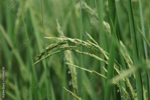 green ears of wheat in the field