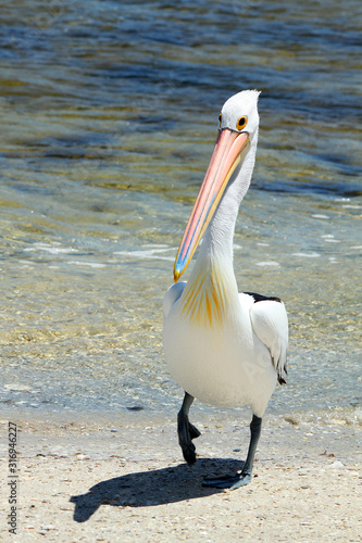 Portrait of a Pelican