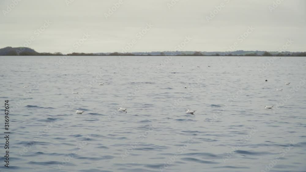 CHEDDAR, SOMERSET, UNITED KINGDOM, December 26, 2019: Different variety of wild water birds in the cheddar reservoir. CHEDDAR, SOMERSET, UNITED KINGDOM, December 26, 2019: Different variety of wild water birds in the cheddar reservoir.