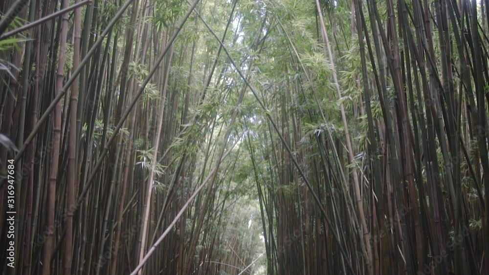 Slow motion pan down revealing shot in bamboo forest in Maui Hawaii. Slow motion pan down revealing shot in bamboo forest in Maui Hawaii.