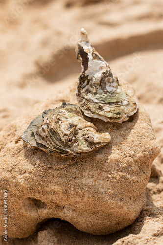 oyster shells in the sand