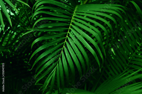 Green leaf background. tropical dark green leaf, abstract green texture, nature background for wallpaper