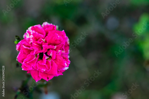 close up of beautiful pink rose on blurry background with copy space. nature concept