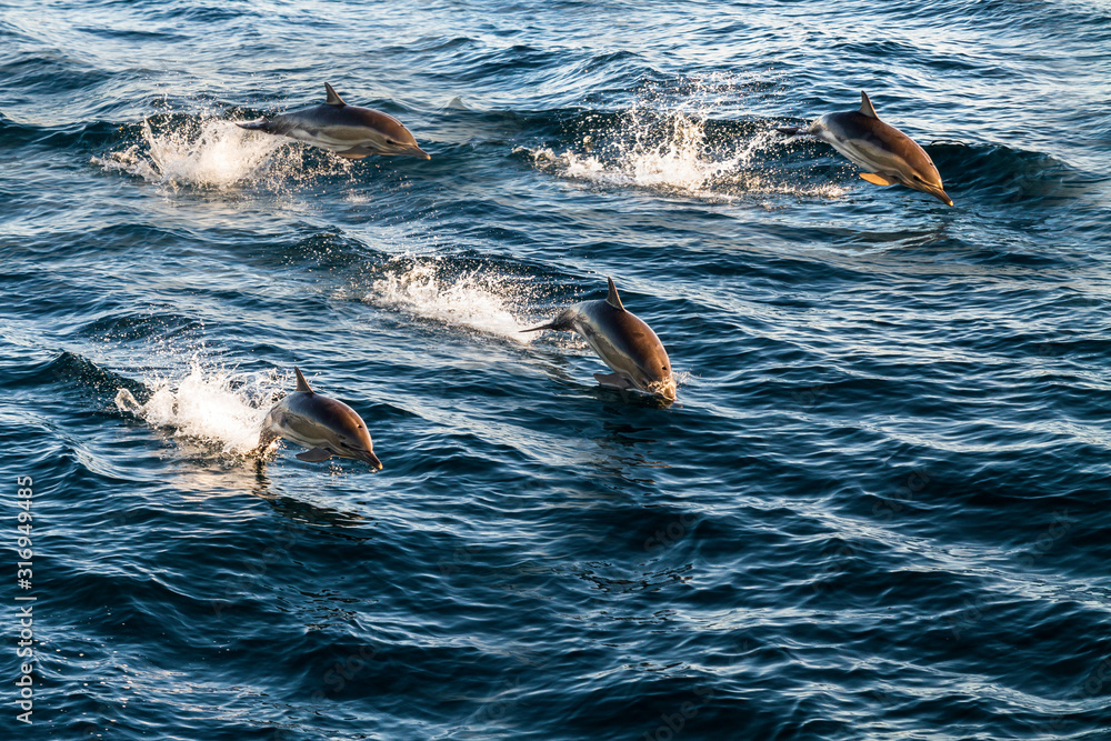Obraz premium Formation of wild dolphins jump over waves in black sea. 