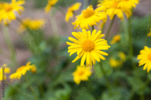 Yellow daisies on a flower-bed