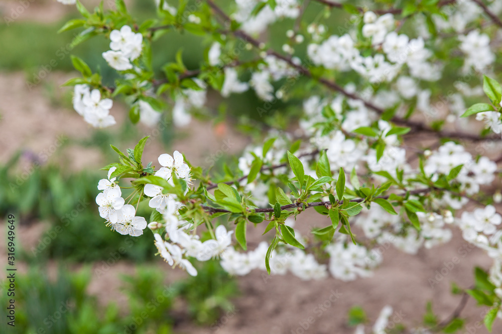 Branch of a blossoming white cherry tree flowers Branch of a blossoming white cherry tree flowers