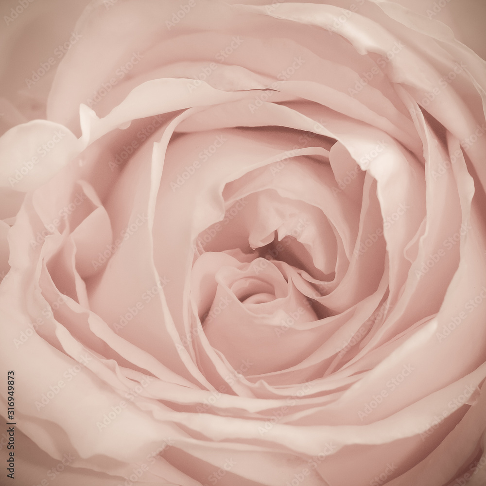 Pink Rose with Drops of Water Macro Pink Rose with Drops of Water Macro
