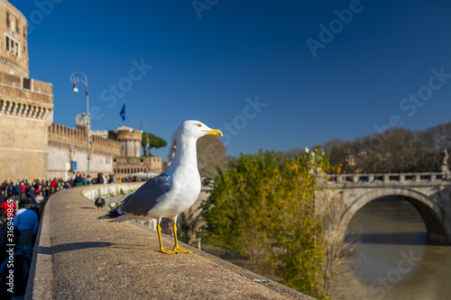 Goéland posé sur le parapet d'n pont à Rome