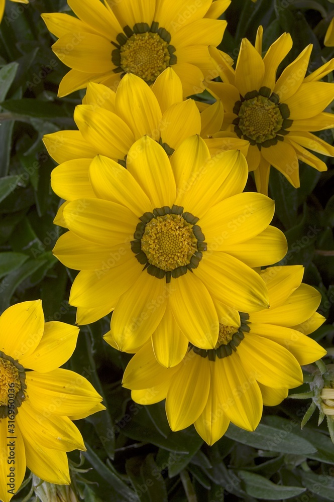 Yellow Daises Yellow Daises