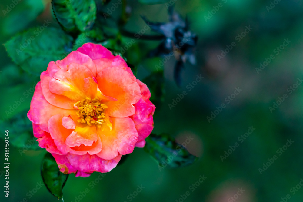 macro photography of mix color rose on blurry background with copy space. fresh concept macro photography of mix color rose on blurry background with copy space. fresh concept