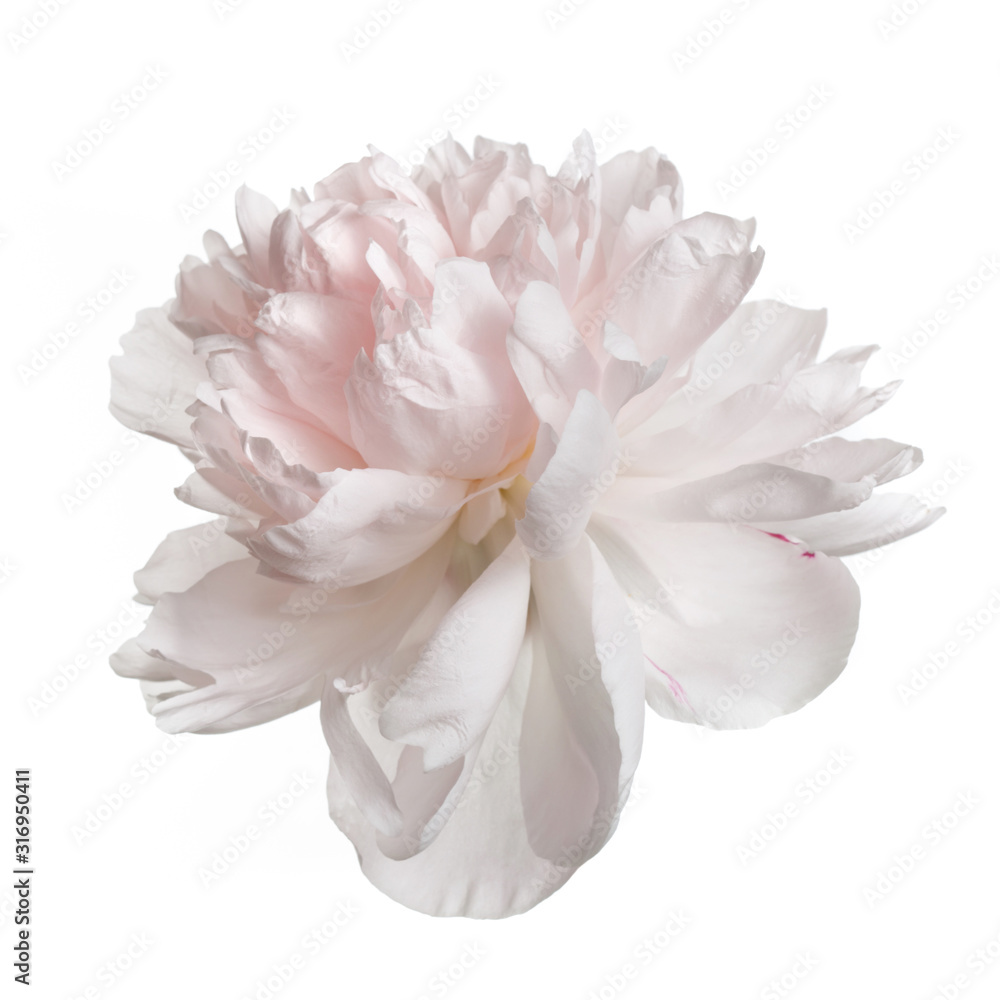 Fototapeta Pastelowa delikatnie różowa piwonia na białym tle na białym tle.