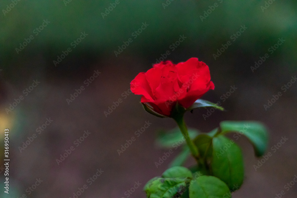 side view of beautiful red rose on natural background with copy space in the left. fresh morning concept side view of beautiful red rose on natural background with copy space in the left. fresh morning concept