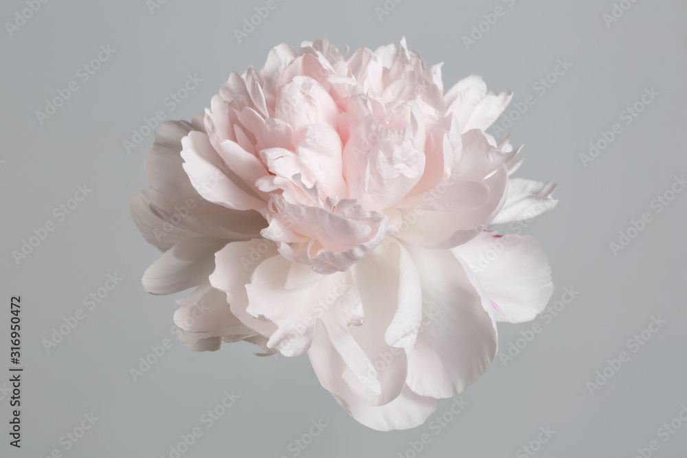 Fototapeta Pastelowa delikatnie różowa piwonia na białym tle na szarym tle.