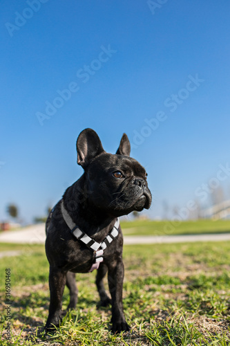 black french bulldog posing, facing right, in the open air park