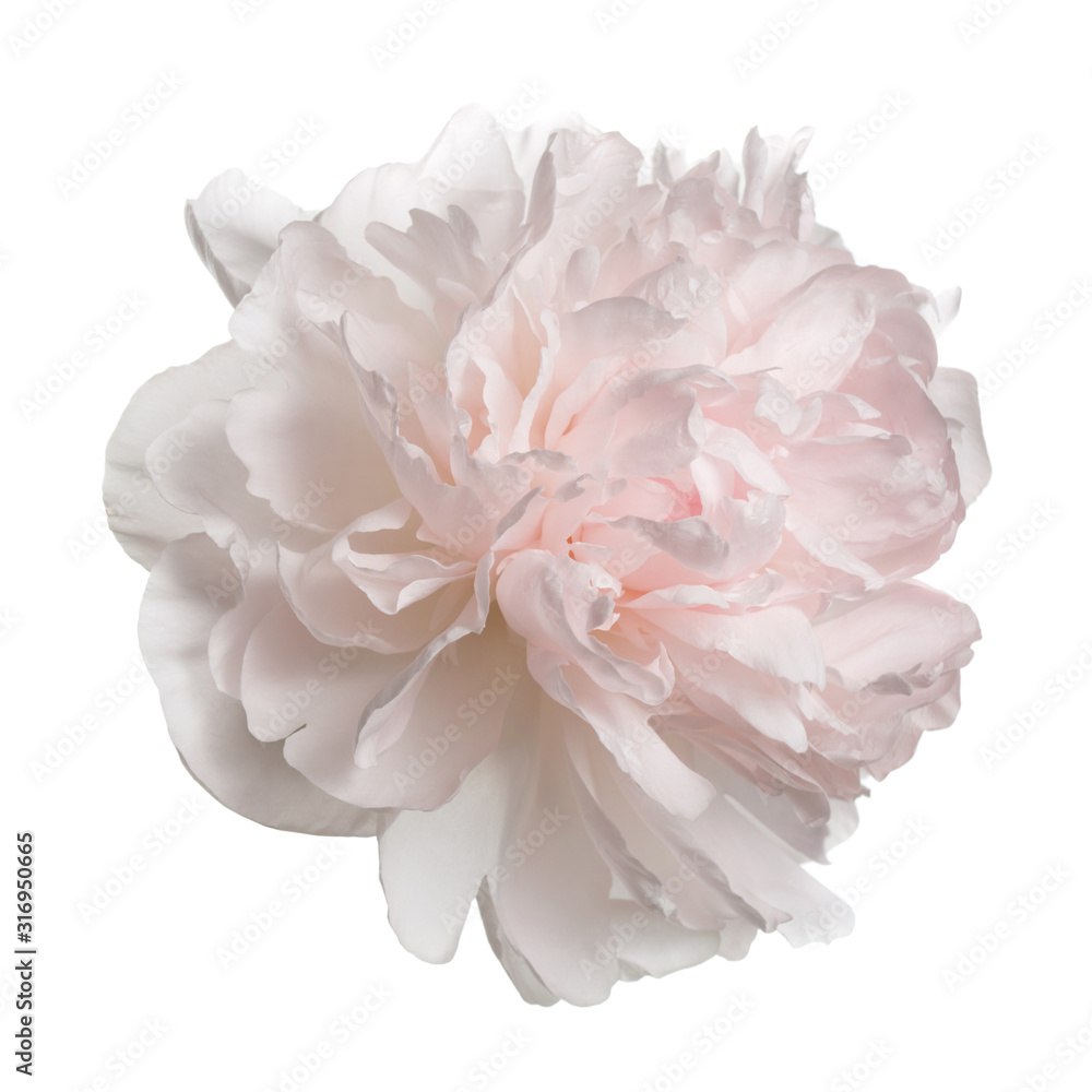 Fototapeta Pastelowa delikatnie różowa piwonia na białym tle.