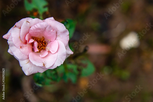 top view close up of pink rose over the garden soil background with copy space in right. rose day concept