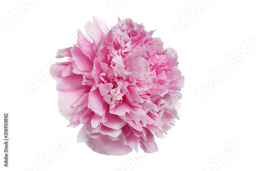 Large pink peony flower isolated on white background.