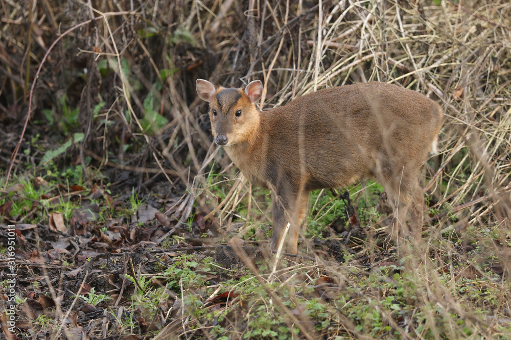 A cute wild baby Muntjac Deer, Muntiacus reevesi, feeding at the edge of a field in the UK.