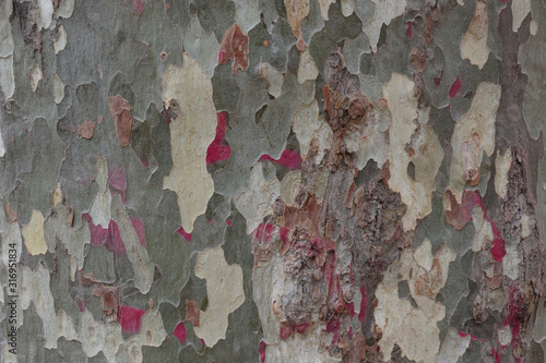 texture of close up of platanus tree bark photo