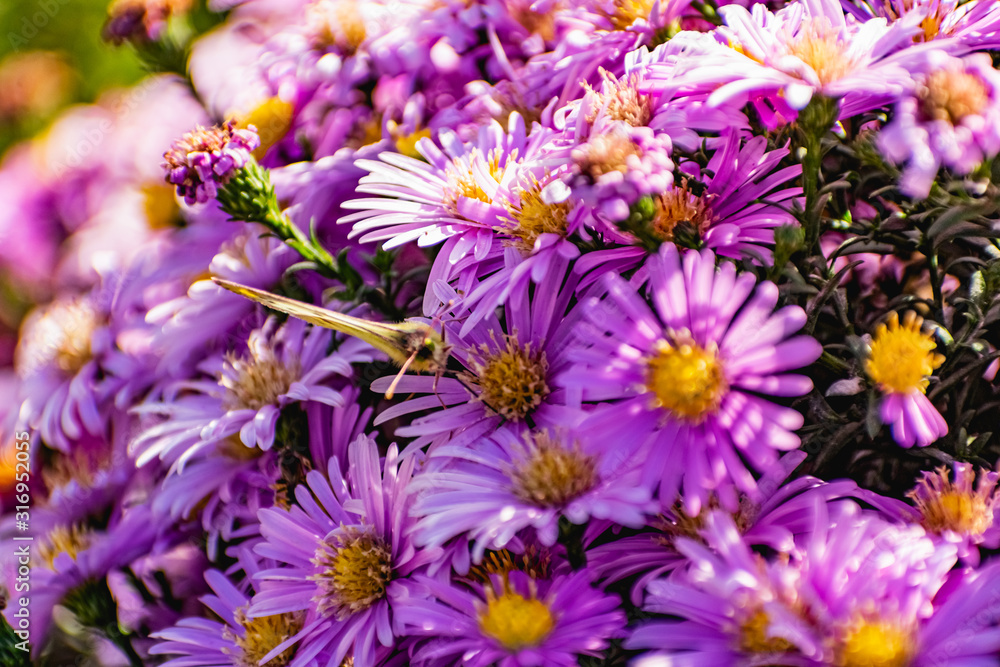 Low bushes of lilac chrysanthemums bloom, and butterflies and bees fly around. Autumn flowers under the sun. The buzzing of insects that collect pollen in October, September and November