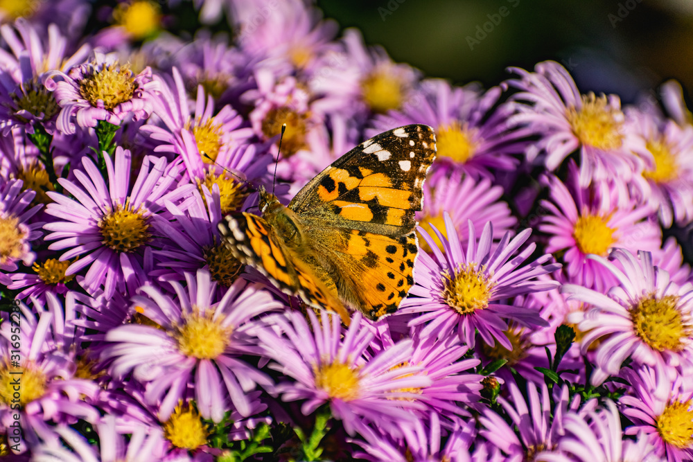 Low bushes of lilac chrysanthemums bloom, and butterflies and bees fly around. Autumn flowers under the sun. The buzzing of insects that collect pollen in October, September and November Low bushes of lilac chrysanthemums bloom, and butterflies and bees fly around. Autumn flowers under the sun. The buzzing of insects that collect pollen in October, September and November