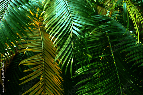 Tropical dark  small and long slender green leaves. Abstract green texture  natural background for wallpaper