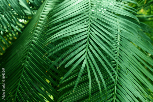 Tropical dark  small and long slender green leaves. Abstract green texture  natural background for wallpaper