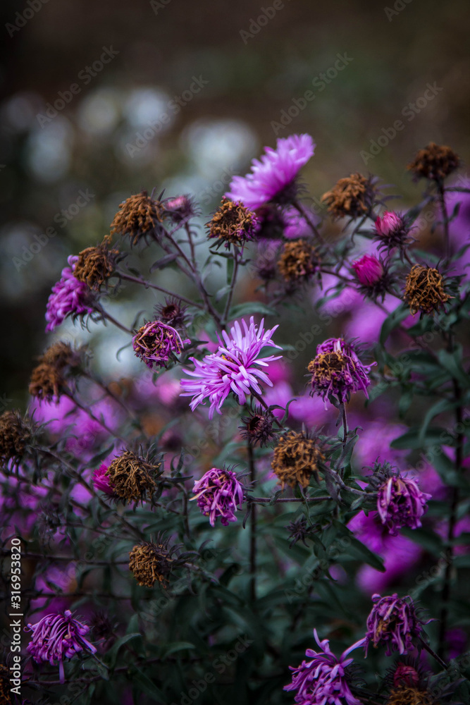 Images of outdated, faded flowers on dark green gloomy foliage