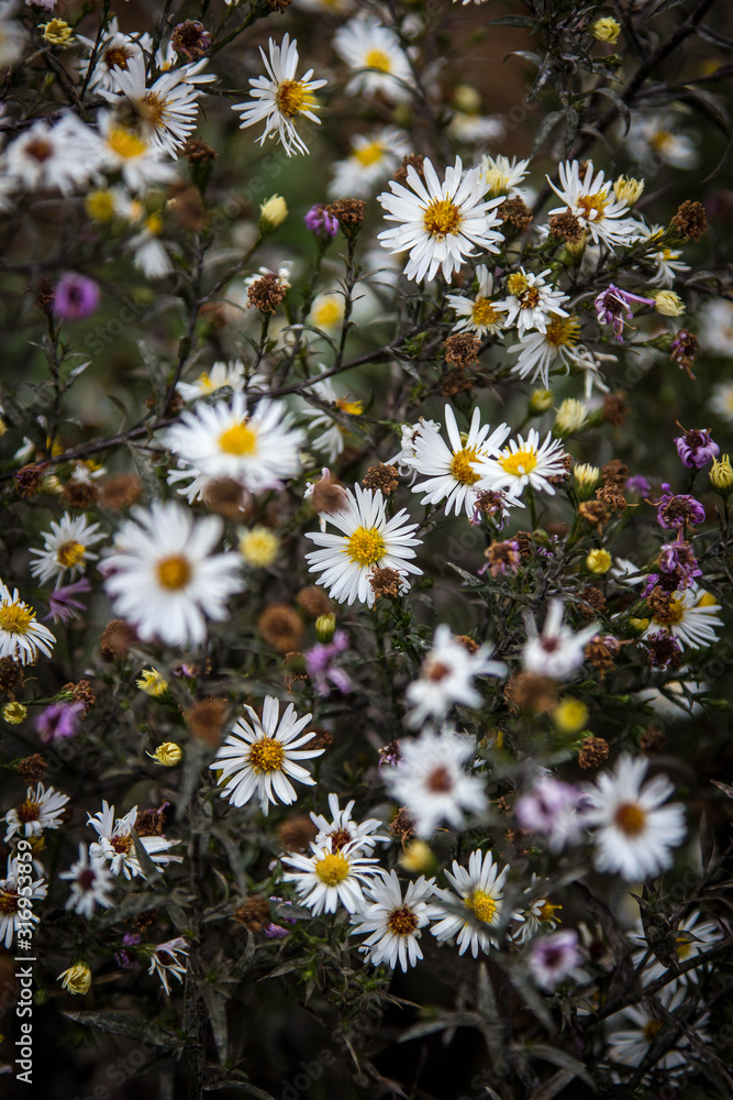 Images of outdated, faded flowers on dark green gloomy foliage Images of outdated, faded flowers on dark green gloomy foliage