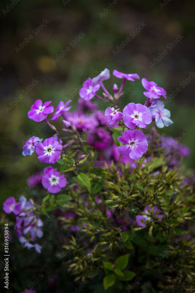 Images of outdated, faded flowers on dark green gloomy foliage