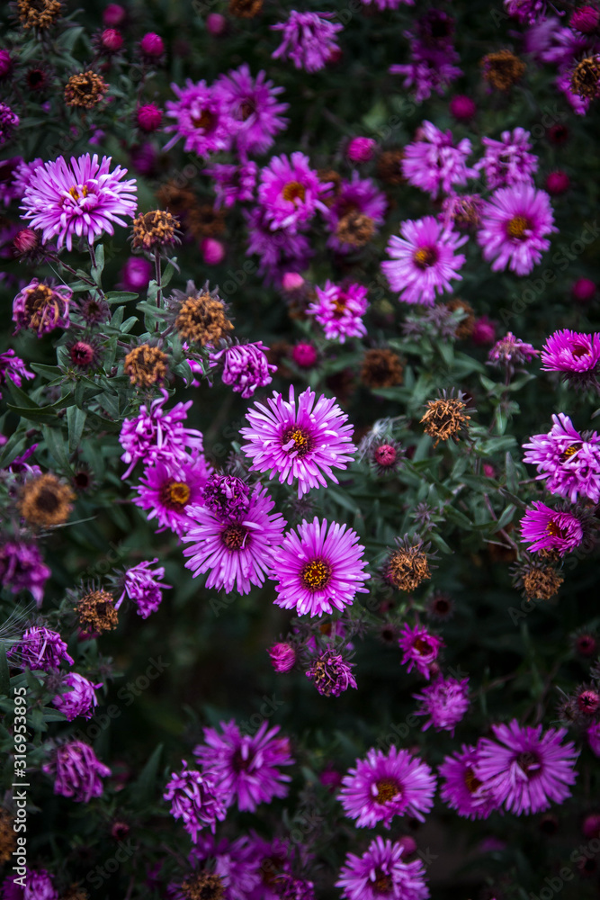 Images of outdated, faded flowers on dark green gloomy foliage Images of outdated, faded flowers on dark green gloomy foliage