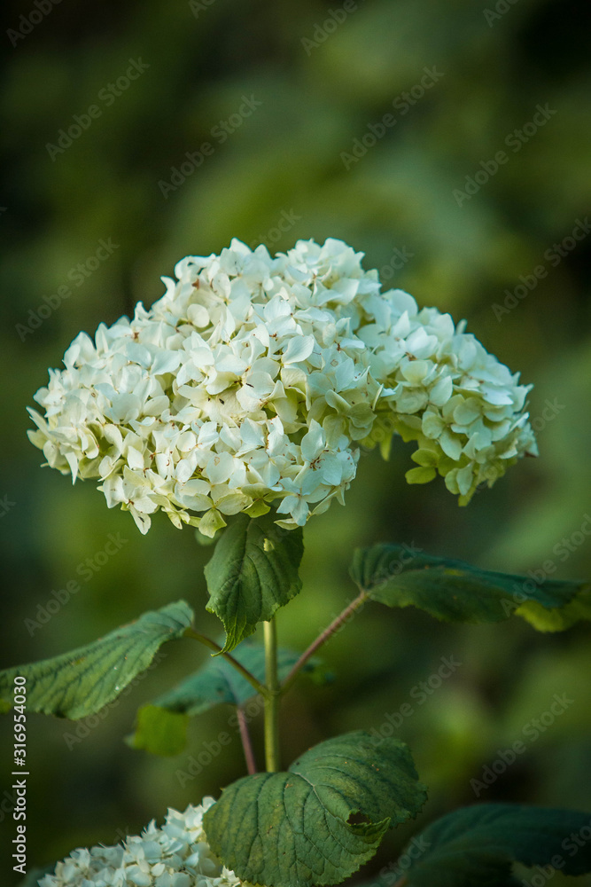 Images of outdated, faded flowers on dark green gloomy foliage Images of outdated, faded flowers on dark green gloomy foliage