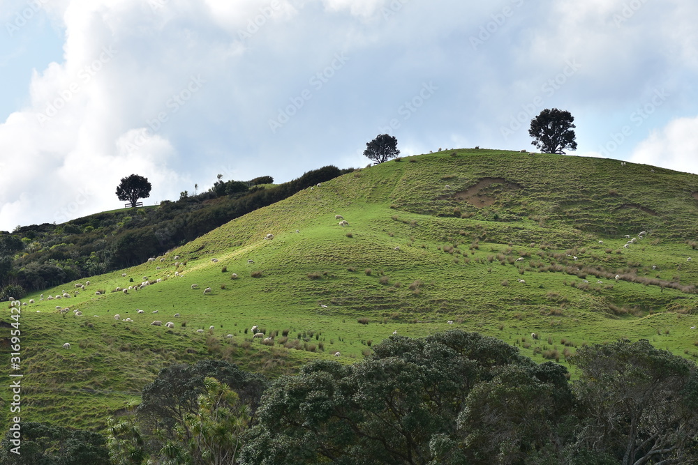 Hill in Shakespear Regional Park on Whangaparaoa Peninsula with pastures and scattered sheep.