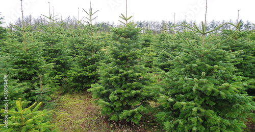 Foto plantations of green christmas tree firs in denmark