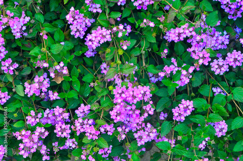 Fototapeta Naklejka Na Ścianę i Meble -  pink flowers on a green background