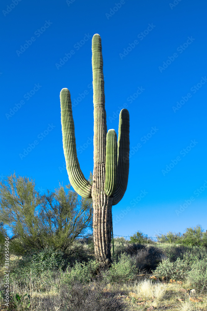 Arizona desert cactus saguaro