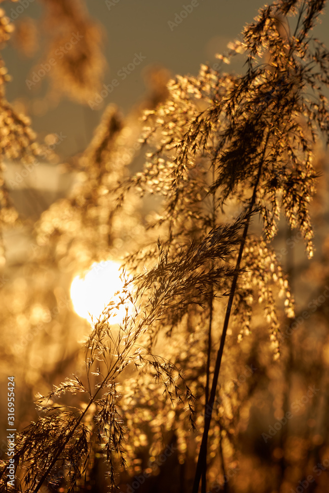 Obraz premium Sun seen through reeds